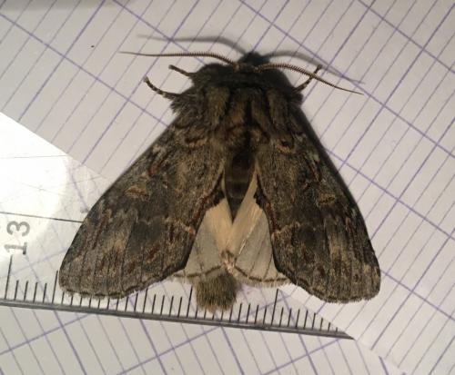 Peridea anceps